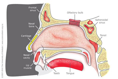 鼻子|Nose: Anatomy, Function & Related Conditions